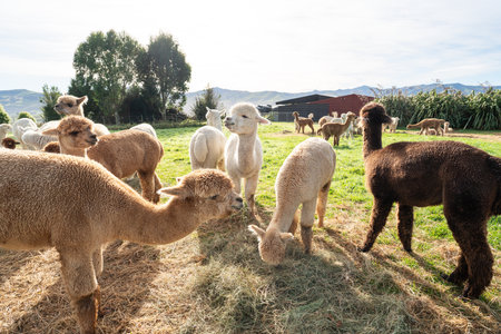Cute alpacas grazing in natural green pasture on a sunny grassland.の写真素材