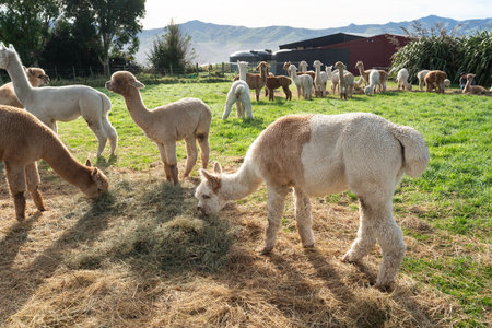 Cute alpacas grazing in natural green pasture on a sunny grassland.