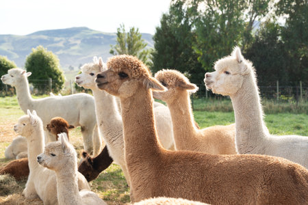 Cute alpacas grazing in natural green pasture on a sunny grassland.の写真素材