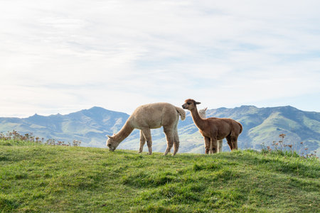 Cute alpacas grazing in natural green pasture on a sunny grassland.