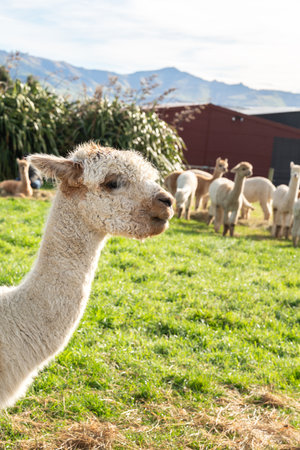 Cute alpacas grazing in natural green pasture on a sunny grassland.の写真素材