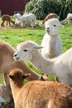 Cute alpacas grazing in natural green pasture on a sunny grassland.の写真素材