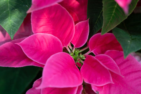 Colorful beautiful poinsettia plant for Christmas holiday, macro shot photo.の写真素材