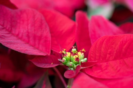 Colorful beautiful poinsettia plant for Christmas holiday, macro shot photo.の写真素材