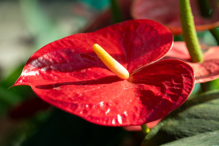 Close-up of a vibrant red Anthurium bloom with shiny green foliage
