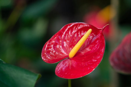 Close-up of a vibrant red Anthurium bloom with shiny green foliageの写真素材