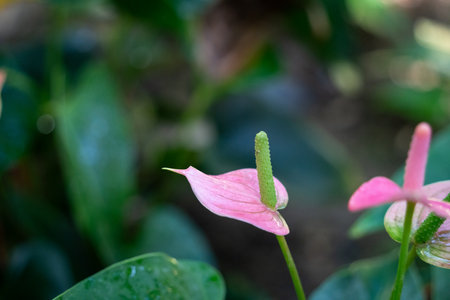 Close-up of a vibrant red Anthurium bloom with shiny green foliageの写真素材