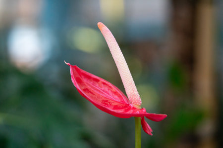 Close-up of a vibrant red Anthurium bloom with shiny green foliage