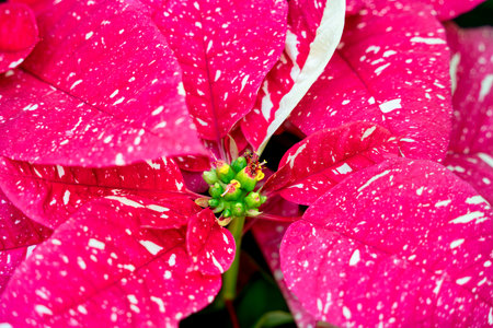 Colorful beautiful poinsettia plant for Christmas holiday, macro shot photo.の写真素材