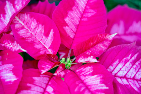 Colorful beautiful poinsettia plant for Christmas holiday, macro shot photo.の写真素材