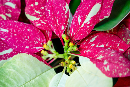 Colorful beautiful poinsettia plant for Christmas holiday, macro shot photo.の写真素材