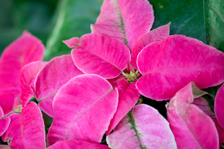 Colorful beautiful poinsettia plant for Christmas holiday, macro shot photo.の写真素材
