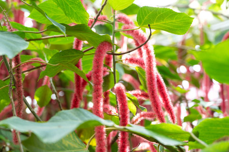 Close up view of Acalypha hispida, red Chenille plant with long red fuzzy flowers.の写真素材