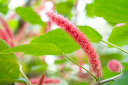 Close up view of Acalypha hispida, red Chenille plant with long red fuzzy flowers.の写真素材