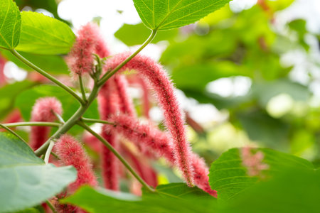 Close up view of Acalypha hispida, red Chenille plant with long red fuzzy flowers.の写真素材
