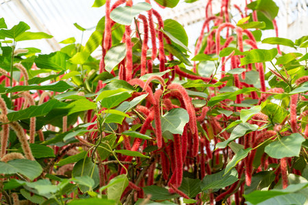 Close up view of Acalypha hispida, red Chenille plant with long red fuzzy flowers.
