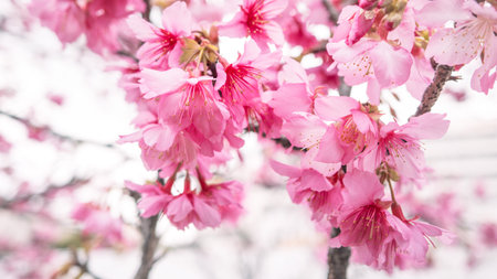 Close up of vibrant Taiwan cherry blossoms in natural early springtime.