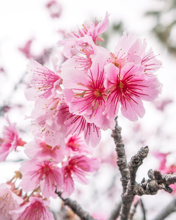 Close up of vibrant Taiwan cherry blossoms in natural early springtime.の写真素材