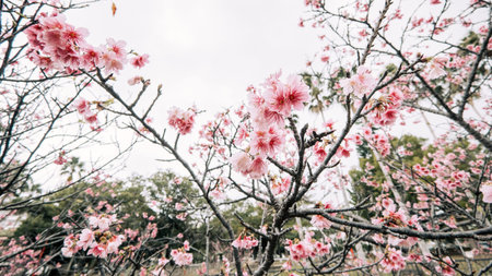 Vibrant Taiwan cherry blossoms in natural early springtime in Japan.