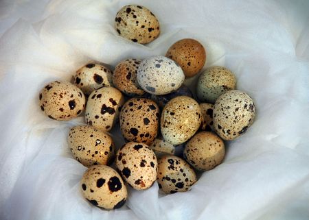 a lot of quail eggs on a fabricの写真素材
