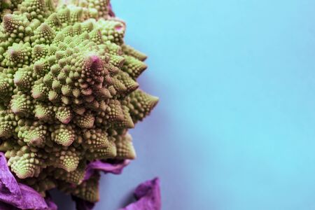 Polineska cabbage abstract composition on blue background, close up, unusual things conceptの写真素材