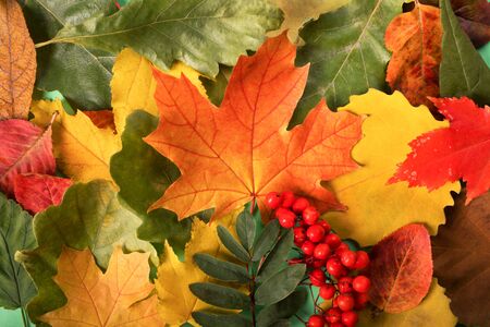 Colorful and bright autumn leaves background , maple