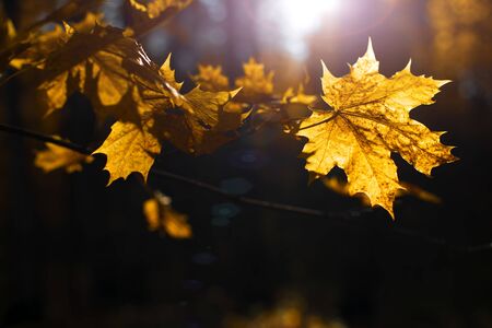 Colorful and bright autumn mapple leaves on dark background, beautiful lightingの写真素材