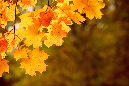 Bright autumn mapple leaves on dark background, beautiful lightingの写真素材