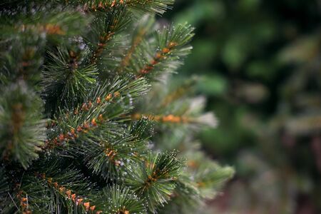 Christmas tree branches with bokeh blur effect backgroundの写真素材