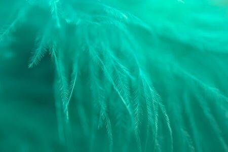 Mint color feather, close up, macro, beautiful backgroundの写真素材