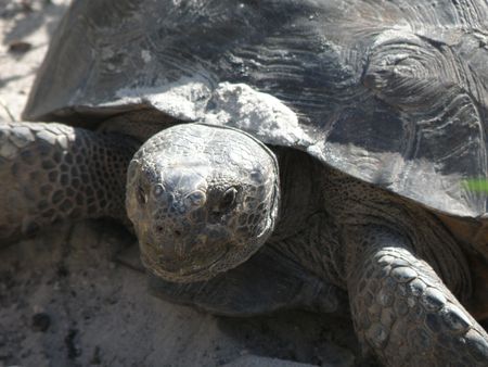 Tortoise digging a next to lay her eggs.