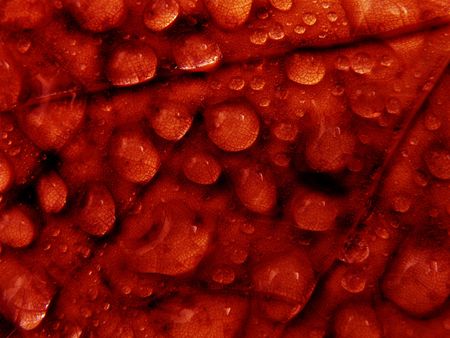 A maple leaf with drops of water collected on the surface. Drops magnify the texture and pattern of the leaf. Red color gives a blood like appearance.の写真素材