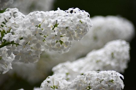 Macro shot of white lilac flowers in full bloom.の写真素材