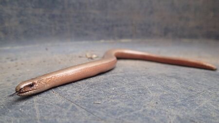 Blindworm Detail