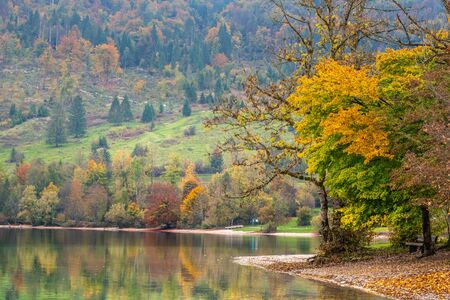 Beautiful autumn trees by lakeside. Trip around the scenic lake Bohinj between trees changing colors on a beautiful sunny day.の写真素材