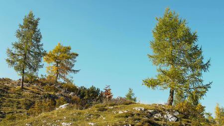 Three alpine trees on blue sky background. Autumn landscape.の写真素材
