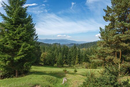 Picturesque meadow with lush fir in the front and mountais range in the background on warm sunny summer day - healthy lifestyle, travel, weekend trip, green tourism conceptの写真素材