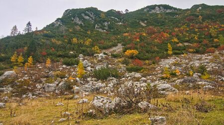 View of beautiful mountains with colorful trees and stones . Pictuiresque landscape. Travel Vacation Nature Concept. Look Up View in autumn Forest Background.の写真素材