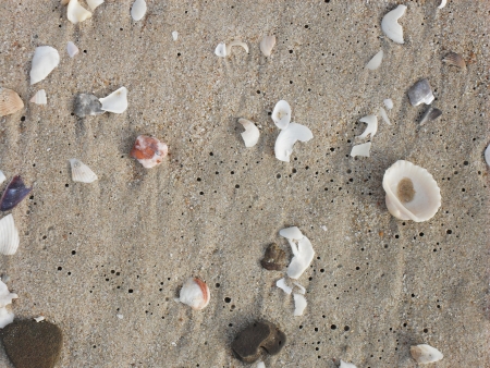  The Variety shell shape on the sand