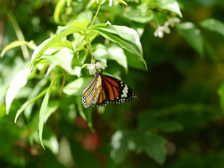 Lovely Butterfly on Murraya paniculate Jack 