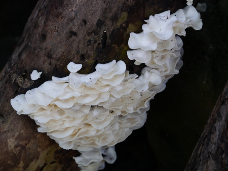 Lentinus squarrosulas Mont in second day of cultivationの写真素材