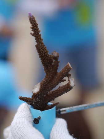 CHONBURI, THAILAND - SEPTEMBER 7, 2013 - The process of coral transplantation is put the coral fragment in the colony that made by PVC tube and then bring them in to the sea floor のeditorial素材