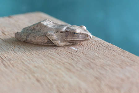 Some kind of animal called tree frog, most found in tropical area.の写真素材