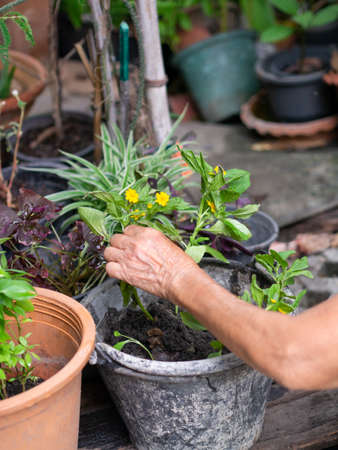 Old Asian woman growing her plantの写真素材