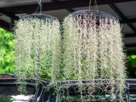 Beautiful hanging plant in home decoration style for indoor and outdoor