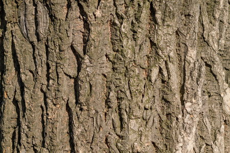 Wood bark texture backgroundの写真素材
