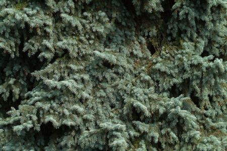 Branches of blue spruce close-up. Spruce needle. Conifer tree. Desktop Wallpaper. Nature wallpaper.の写真素材