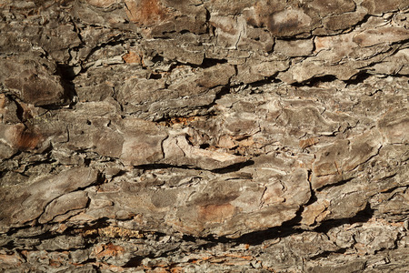 texture of pine barkの写真素材
