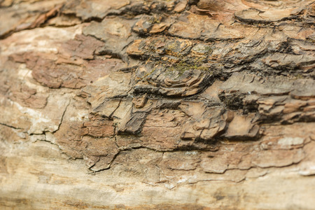 Old tree textureの写真素材