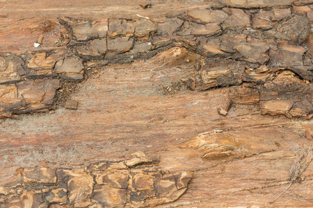 Old tree textureの写真素材